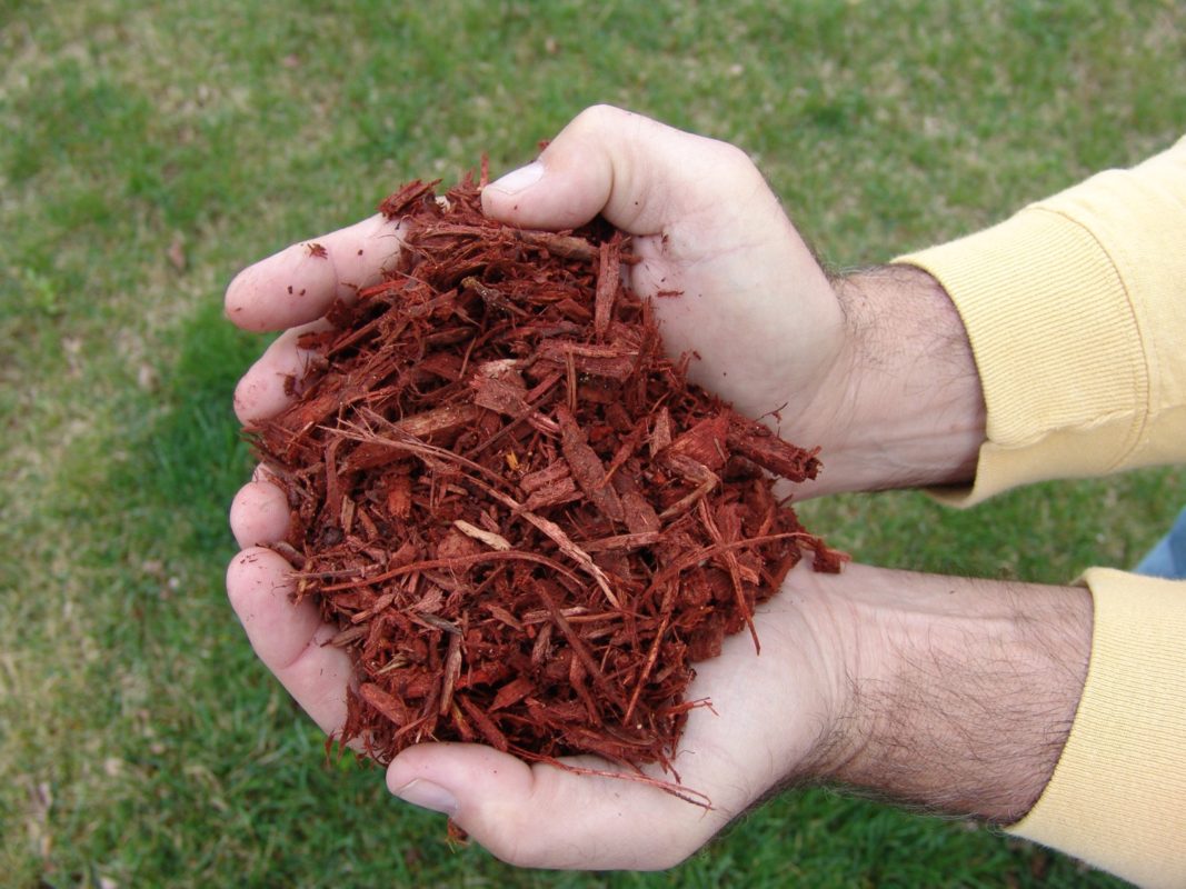 Red Mulch In Hand