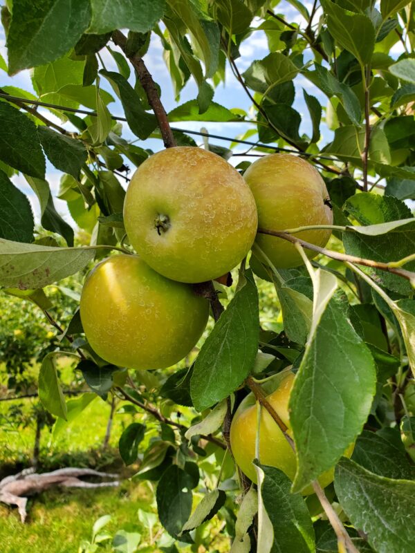 Opal apple 🍏 💫 Discover the unique flavor and crunch!