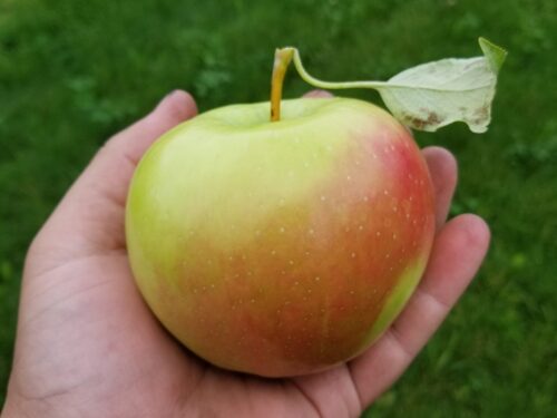 Opa's Orchard