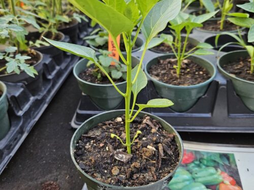 4" Pepper Vegetable Starter