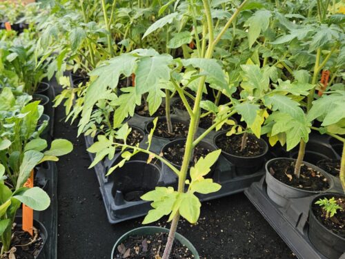 4" Tomato Vegetable Starter
