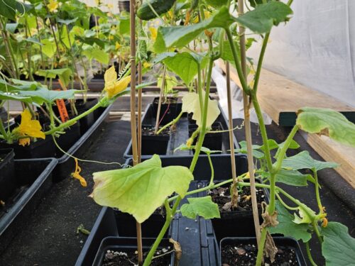 4" Cucumber Vegetable Starter