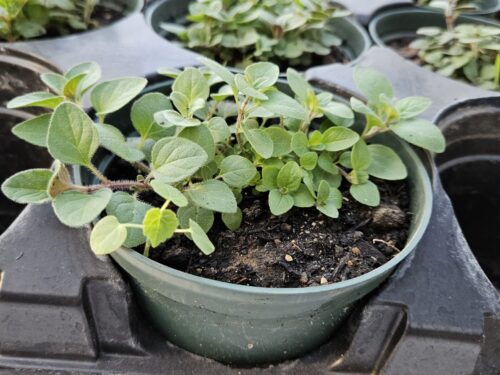 4" Oregano Vegetable Starter