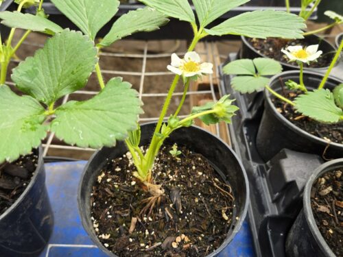 Strawberries - Fruit Starter