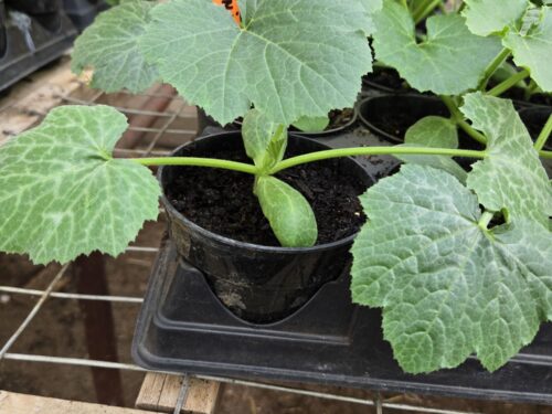 Zucchini - Vegetable Starter